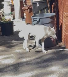 Found/Stray Unknown Dog last seen Ditmas Ave and Westminster , Brooklyn, NY 11218