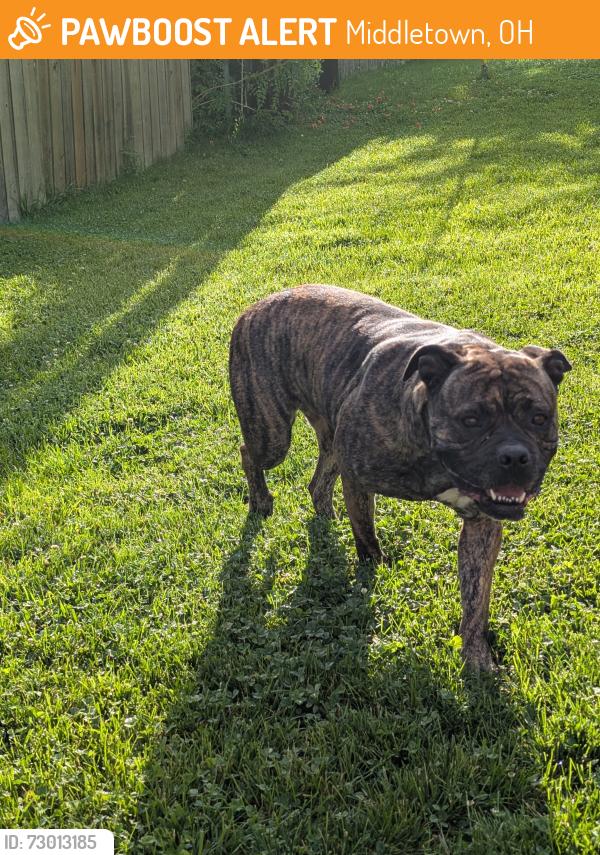 Found/Stray Female Dog last seen Logan Ave and University Blvd intersection, Middletown, OH 45044
