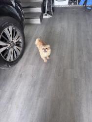 Reunited Female Dog last seen Nahunta pork center , Wayne County, NC 27863