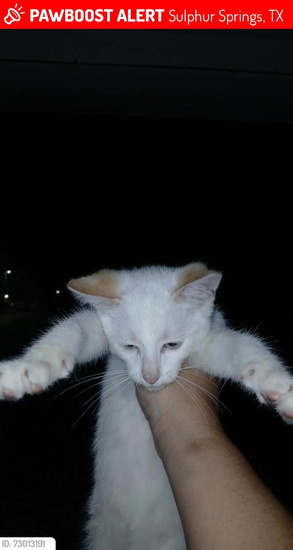 Lost Male Cat last seen Broadyway Behind Dairy Queen, Sulphur Springs, TX 75482