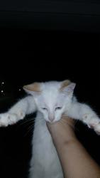 Lost Male Cat last seen Broadyway Behind Dairy Queen, Sulphur Springs, TX 75482
