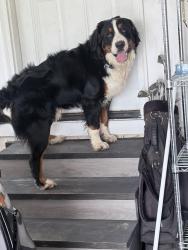 Reunited Male Dog last seen Willowbrook Neighborhood , Pikeville, NC 27863