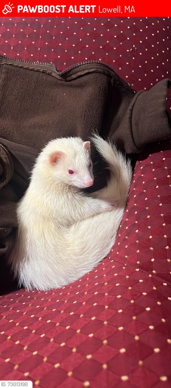 Lost Female Ferret last seen , Lowell, MA 01852