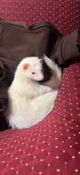 Lost Female Ferret last seen , Lowell, MA 01852