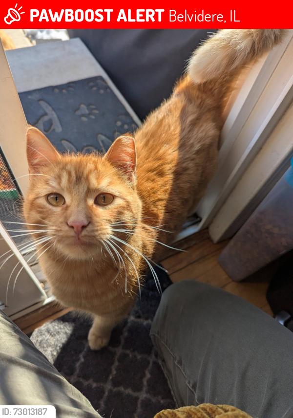 Lost Male Cat last seen Near Pearl St, Belvidere, IL 61008; Belvidere Family Pet hosp, Belvidere, IL 61008