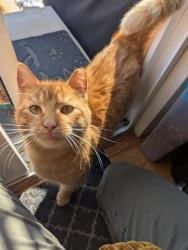 Lost Male Cat last seen Near Pearl St, Belvidere, IL 61008; Belvidere Family Pet hosp, Belvidere, IL 61008