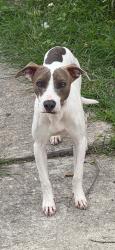 Found/Stray Male Dog last seen Leal, San Antonio, TX 78228