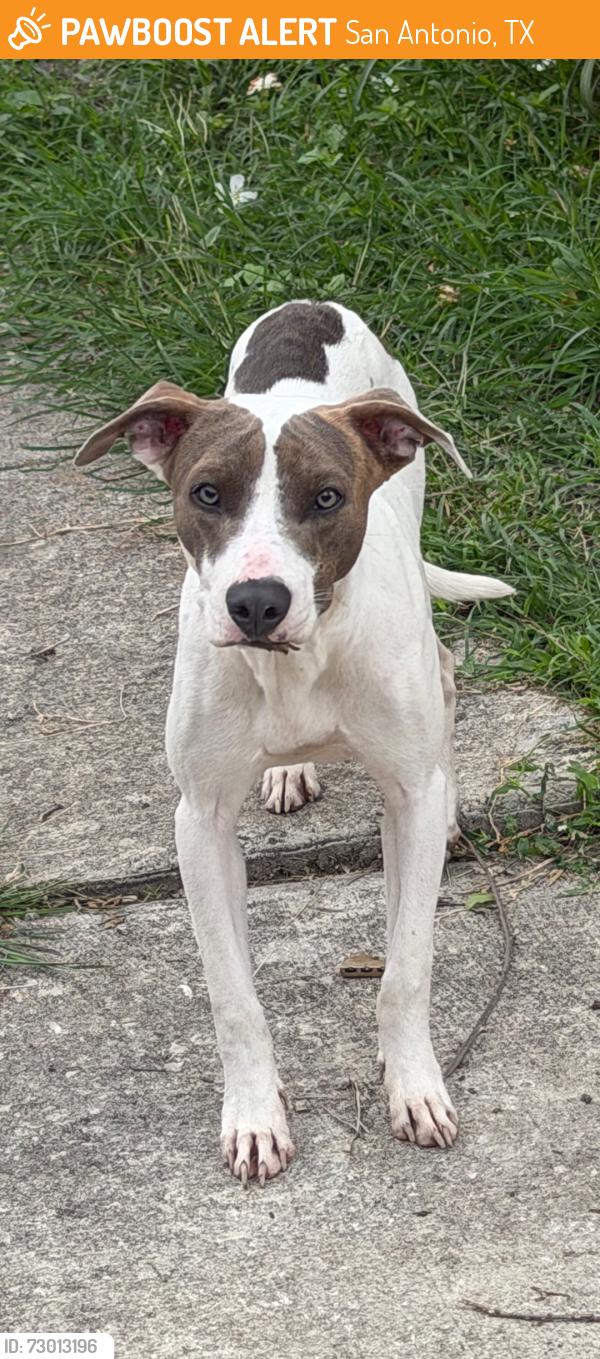 Found/Stray Male Dog last seen Leal, San Antonio, TX 78228