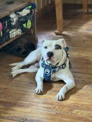 Found/Stray Male Dog last seen Tumbling shoals road , Millers Creek, NC 28651