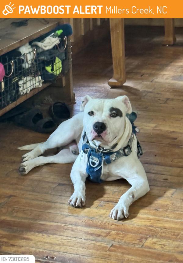 Found/Stray Male Dog last seen Tumbling shoals road , Millers Creek, NC 28651
