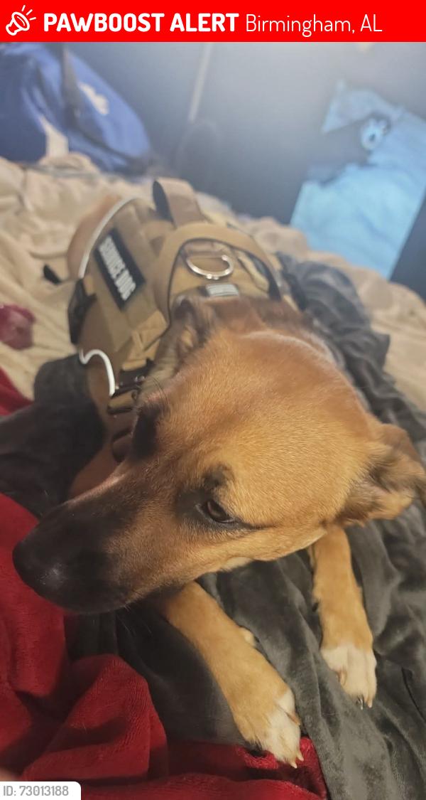 Lost Female Dog last seen 31v highest, Birmingham, AL 35209