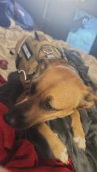 Lost Female Dog last seen 31v highest, Birmingham, AL 35209