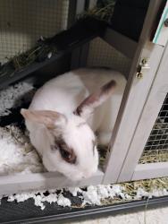 Lost Unknown Rabbit last seen Tilghman, Allentown, PA 18102