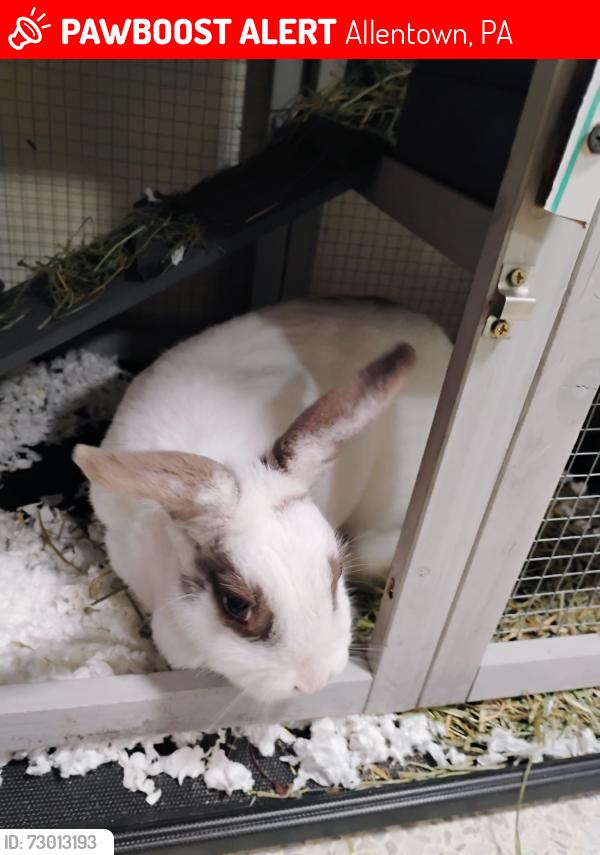 Lost Unknown Rabbit last seen Tilghman, Allentown, PA 18102