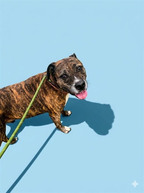 Shelter Stray Male Dog last seen , 2020 Forest St, Jacksonville, FL 32204, USA