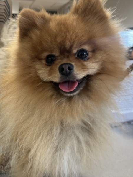 Shelter Stray Male Dog last seen , 957 N Gaffey St, San Pedro, CA 90731, USA