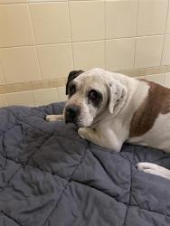 Shelter Stray Male Dog last seen Near BLOCK S YATES ST, DENVER CO 80219, 1241 W Bayaud Ave, Denver, CO 80223, USA
