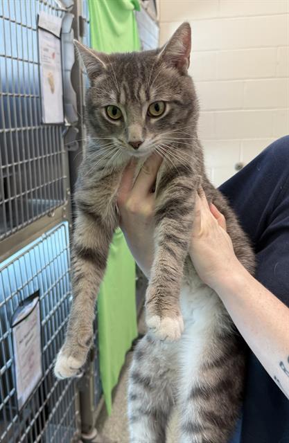 Shelter Stray Male Cat last seen JAMAICA PLAIN, 350 S Huntington Ave, Jamaica Plain, MA 02130, USA