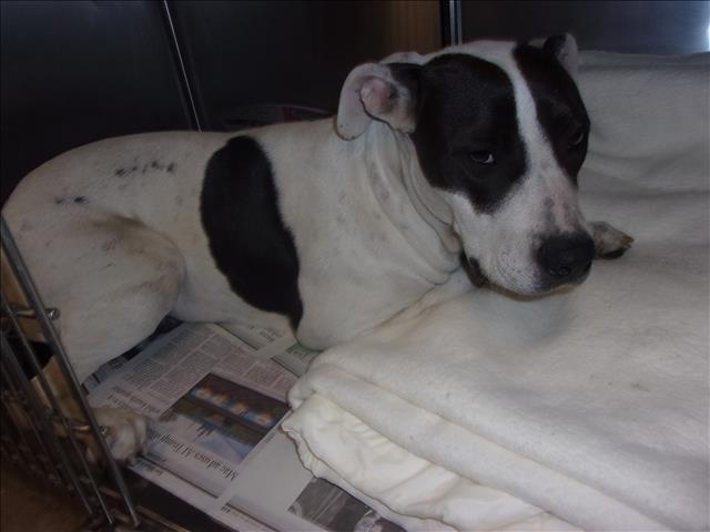 Shelter Stray Female Dog last seen , 14409 Vanowen St, Van Nuys, CA 91405, USA