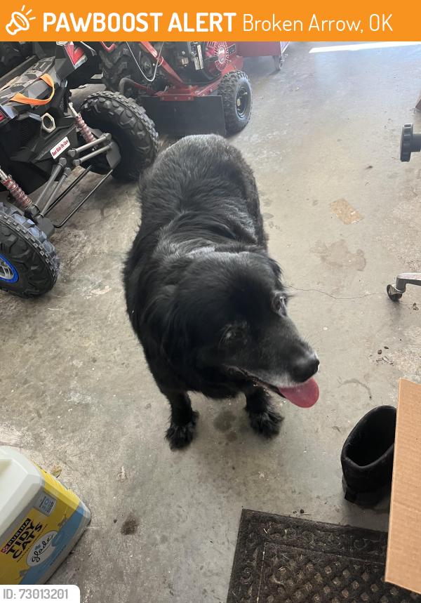 Found/Stray Male Dog last seen 71st st and 369th, Broken Arrow, OK 74014