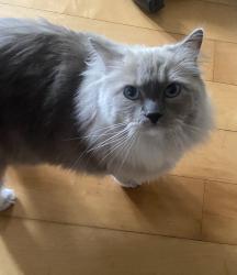 Found/Stray Unknown Cat last seen Arriba Street, Playmor Terraces Apts, San Diego, CA 92122