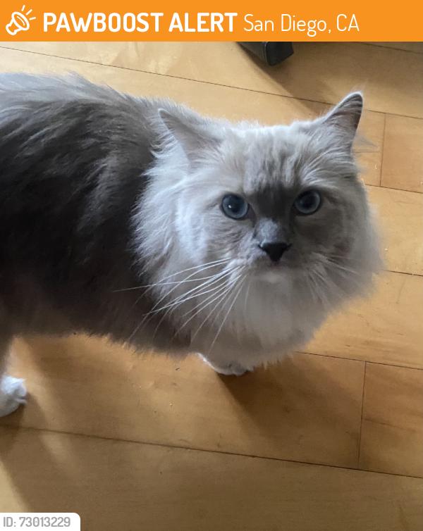 Found/Stray Unknown Cat last seen Arriba Street, Playmor Terraces Apts, San Diego, CA 92122
