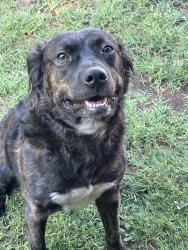 Reunited Male Dog last seen Quaker Ave going towards the lake, Lubbock, TX 79401
