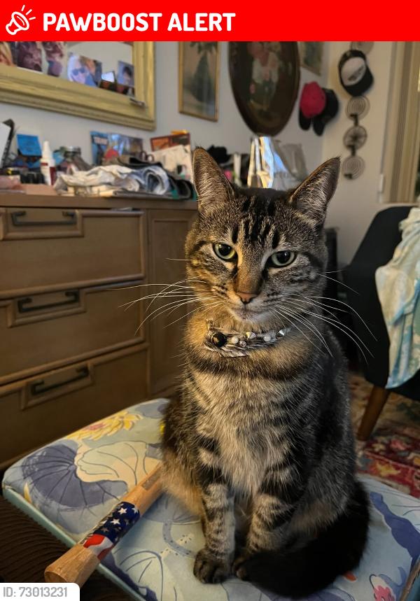 Lost Female Cat last seen Garfield/mora kai, Huntington Beach, CA 92646