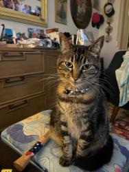 Lost Female Cat last seen Garfield/mora kai, Huntington Beach, CA 92646