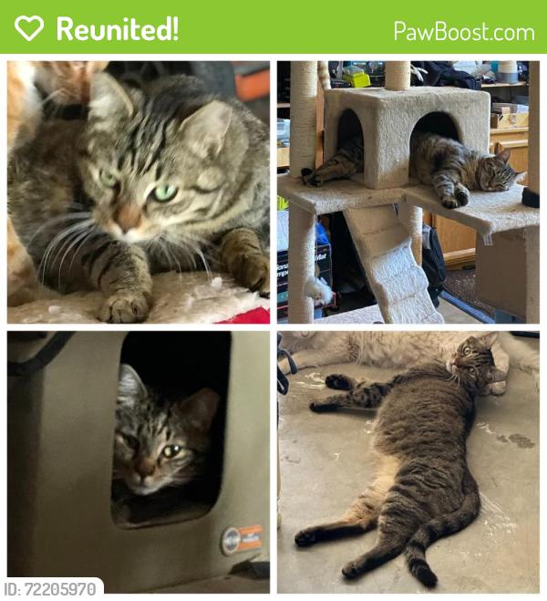 Reunited Male Cat last seen Francesca , Elk Grove, CA 95758