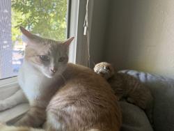 Lost Male Cat last seen Escuela popular, San Jose, CA 95127