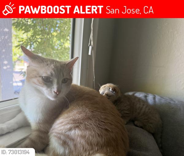 Lost Male Cat last seen Escuela popular, San Jose, CA 95127