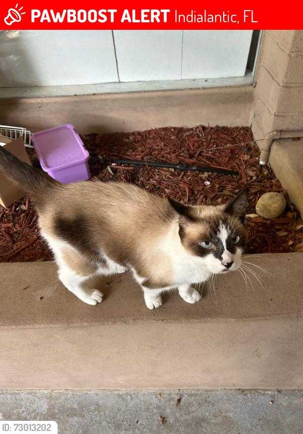 Lost Male Cat last seen Riverside dr, Indialantic, FL 32903