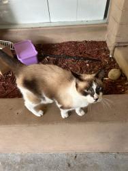 Lost Male Cat last seen Riverside dr, Indialantic, FL 32903