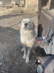 Reunited Male Dog last seen 9th st and eastend , Pomona, CA 91766