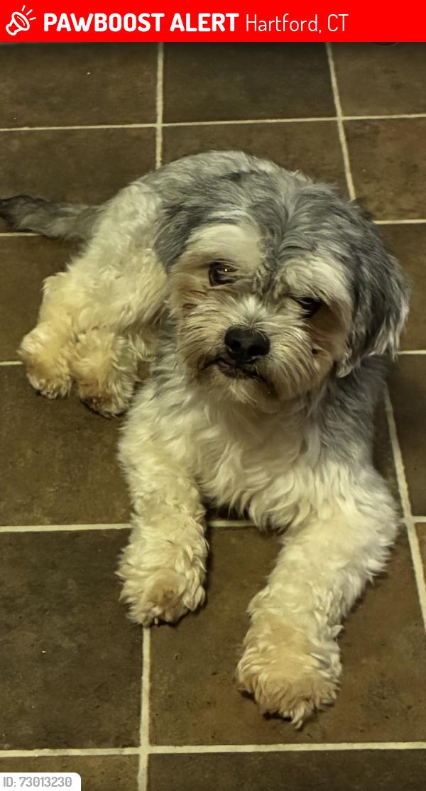 Lost Male Dog last seen Prospect Street , Farmington Ave, Park Terr, Dutch Point , Wyllys , Charter Oak , Main Street , Franklin Ave , Park Streets , Hillside , Wethersfield Ave, Hartford, CT 06106