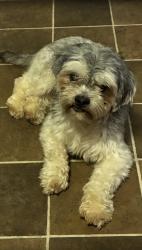 Lost Male Dog last seen Prospect Street , Farmington Ave, Park Terr, Dutch Point , Wyllys , Charter Oak , Main Street , Franklin Ave , Park Streets , Hillside , Wethersfield Ave, Hartford, CT 06106