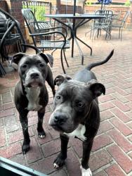 Found/Stray Unknown Dog last seen Westover Terr and Green Vally rd, Greensboro, NC 27408