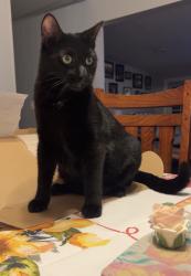 Lost Male Cat last seen Near Ernest snider rd Lexington nc 27292, Lexington, NC 27292