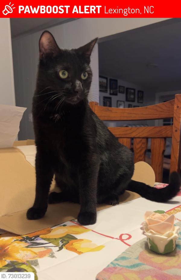 Lost Male Cat last seen Near Ernest snider rd Lexington nc 27292, Lexington, NC 27292