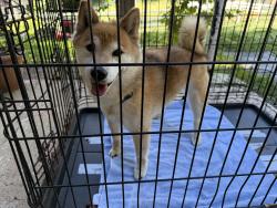 Reunited Female Dog last seen Shelton Shop Road, Stafford County, VA 22556