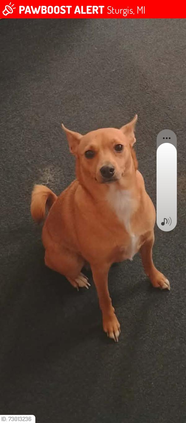 Lost Female Dog last seen Surgery Lake Rd, Sturgis, MI 49091