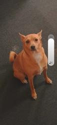 Lost Female Dog last seen Surgery Lake Rd, Sturgis, MI 49091