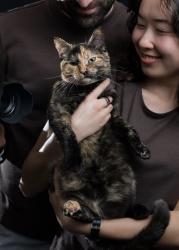 Lost Female Cat last seen Near dash place, The Bronx, NY 10463