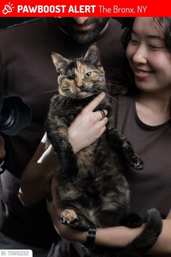 Lost Female Cat last seen Near dash place, The Bronx, NY 10463