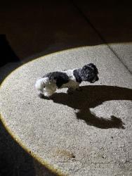 Reunited Male Dog last seen Rowan Tree Pl cul-de-sac, Conroe, TX 77384