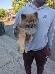 Reunited Male Dog last seen Club Center and Natomas Blvd, Sacramento, CA 95835