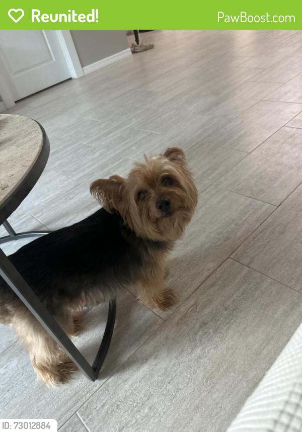 Reunited Unknown Dog last seen Woodson hammock cir. , Winter Garden, FL 34787