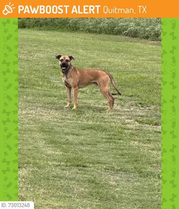 Found/Stray Male Dog last seen Near and CR 2100, Quitman, TX 75783