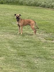 Found/Stray Male Dog last seen Near and CR 2100, Quitman, TX 75783